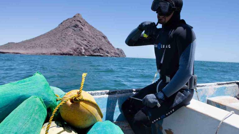 En Bahía de Kino buscan repoblar el calllo de hacha.