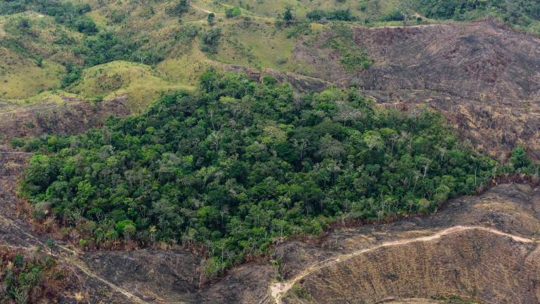 En la Amazonía se identificó como causa directa de deforestación la praderización, relacionada con el acaparamiento de tierras.