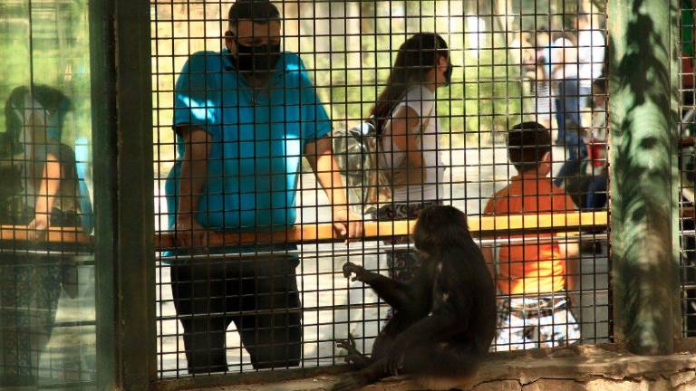 Hasta el momento nadie ha podido demostrar que alguna especie animal pueda contagiar de Covid-19 a las personas.
