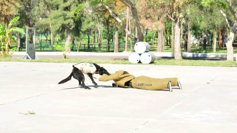 Los elementos caninos realizaron labores de rescate y combate a la delincuencia.