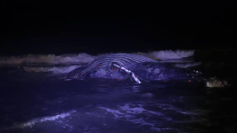 Una ballena jorobada muerta fue arrastrada por las olas hasta la playa paralela al malecón de Mazatlán.