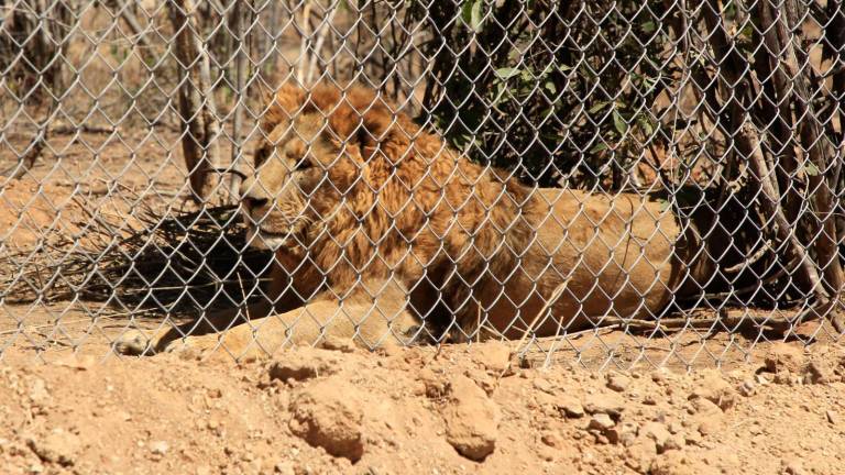 Los felinos que serán enviados a la India fueron rehabilitados en el Santuario Ostok, que se ubica en Culiacán.