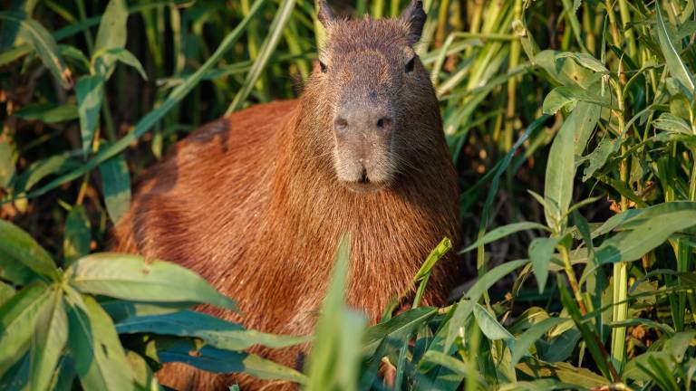 Los capibaras, esos curiosos y sociables roedores que han inundado el Internet, podránn ser encontrados en el Gran Acuario Mazatlán a partir del verano.