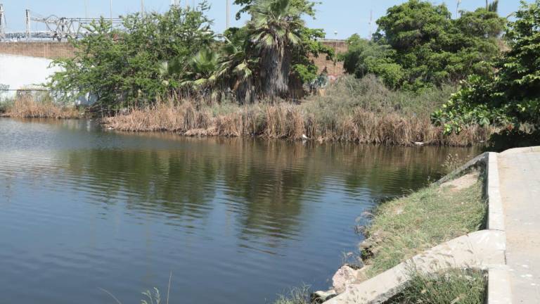 La Laguna del Camarón, en Mazatlán, registró en días recientes mortandad de peces.