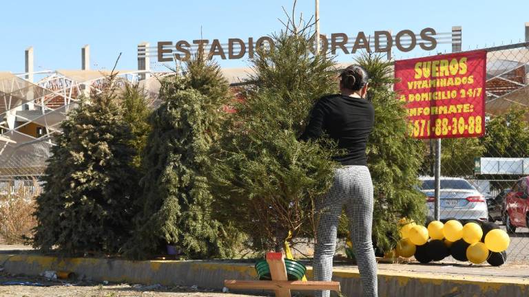 Los árboles recolectados recibirán el debido proceso de destrucción.