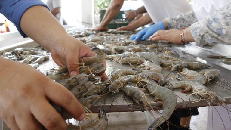 Por día se realizan de seis a siete lances, con 70 kilos en cada uno de ellos.
