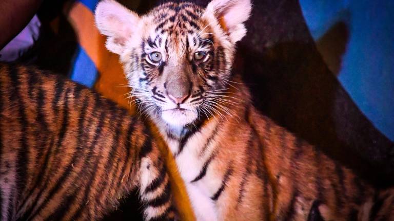 Los cuatro cachorros de tigre de bengala fueron presentados durante un evento este viernes en el Zoológico de Culiacán.