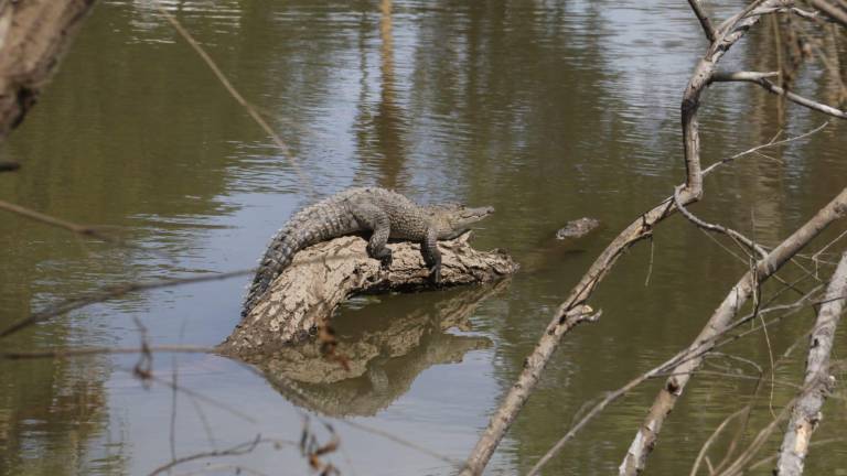 La presencia de cocodrilos en la zona urbana de Culiacán se atribuye a la deforestación que se registra en la zona de manglares.