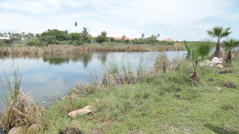 La Laguna del Camarón, en el Parque Central de Mazatlán, enfrenta mortandad de peces y contaminación.