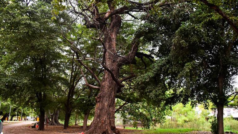 El álamo más longevo de Culiacán, con 173 años de vida y ubicado en la Isla de Orabá, se alza como testigo vivo de la historia y evolución de la ciudad.