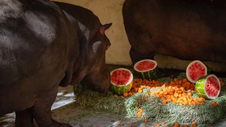 Los hipopótamos ya se encuentran en un área destinada para su especie.