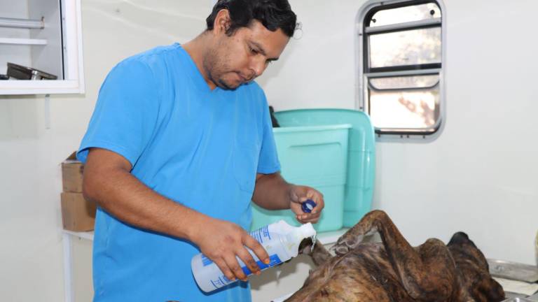 En El Pozole se esterilizaron 45 mascotas.