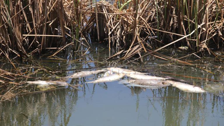 La mortandad de peces en la Laguna del Camarón ha sido visible durante los últimos días.