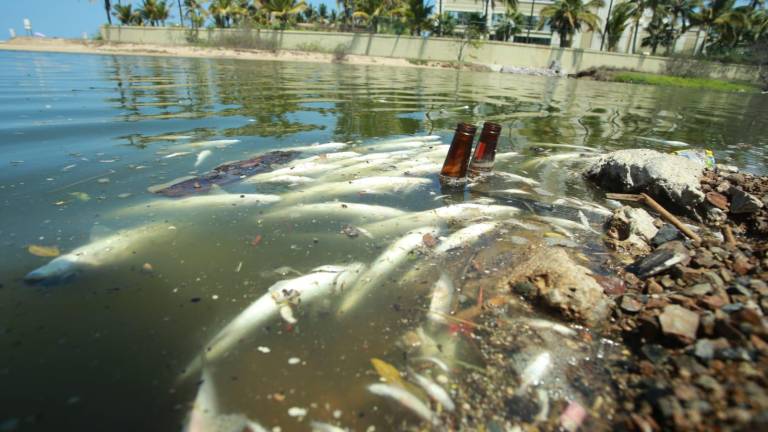 Este lunes, el Estero del Yugo amaneció con decenas de peces muertos.