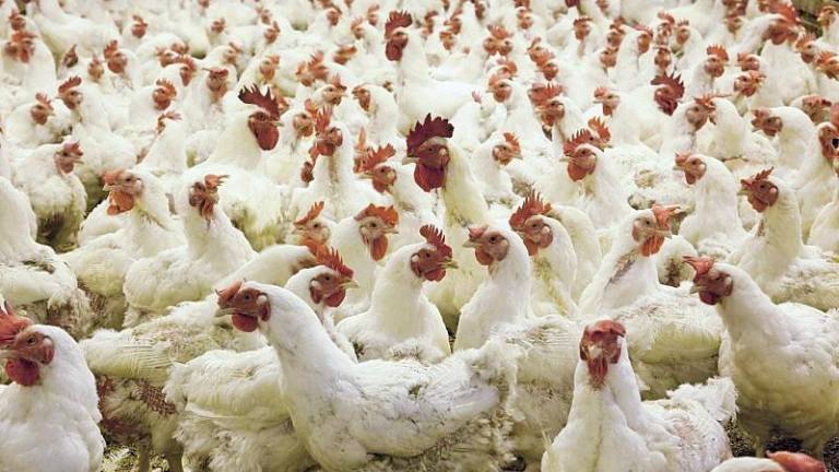 La Secretaría de Salud informó que la influenza zoonótica es una enfermedad que puede transmitirse de aves u otros animales a los seres humanos.