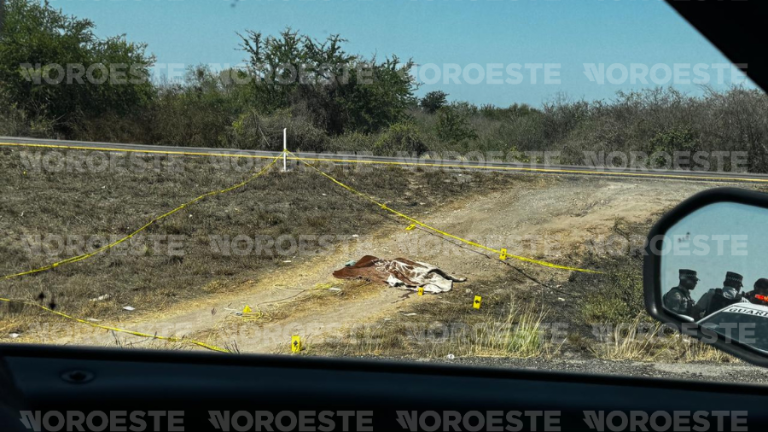 El cuerpo de una persona sin vida fue encontrado tendido en medio de los carriles de circulación dela Maxipista Culiacán-Mazartlán.