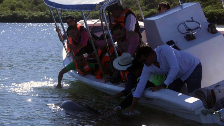 El ‘Pechocho’ se ha convertido en uno de los principales atractivos turísticos de Topolobampo, pues le gusta convivir con los humanos, que incluso a veces pueden nadar con él.
