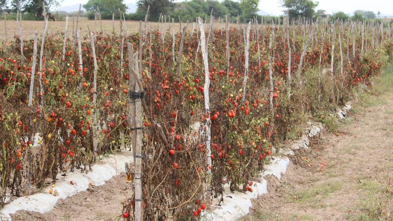 De comenzar con buenos precios, las hortalizas a media temporada cerraron en 6 pesos el tomate.