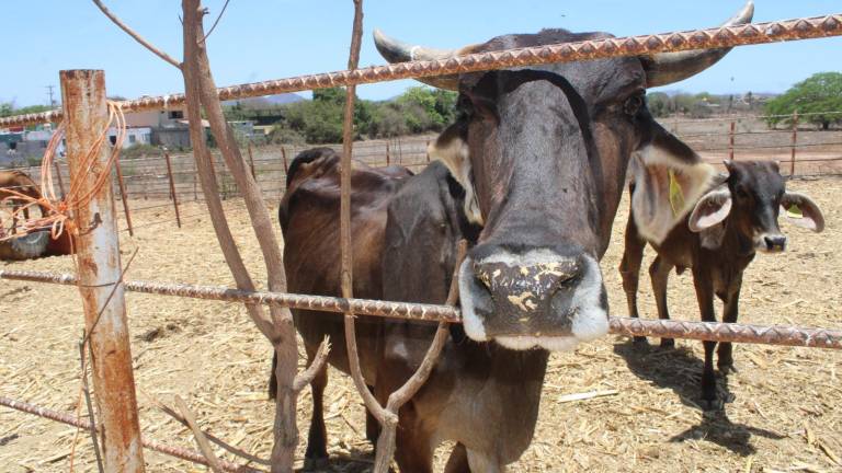 Ganaderos de Rosario piden al Gobierno de Sinaloa hacer llegar los apoyos en alimento que habían prometido.