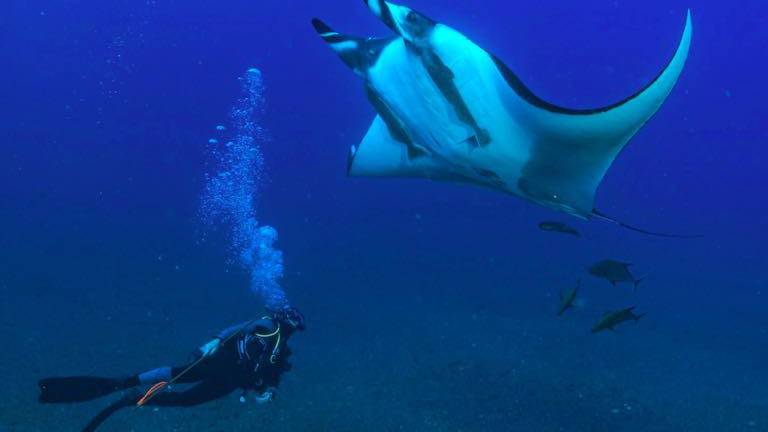 Madalena Pereira Cabral con una manta gigante después de etiquetarla. Esta manta fue nombrada “Simon” en honor a su amigo, el fotógrafo Simon Pierce, de Marine Megafauna Foundation.