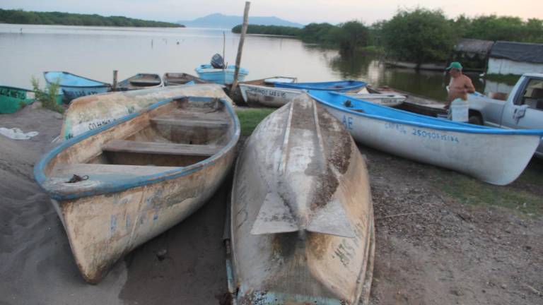 El sistema lagunar Huizache-Caimanero ha tenido una menor producción debido a la restricción de agua dulce de las presas.