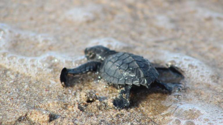 El Programa Permanente de Protección a las Tortugas Marinas es retomado por Operadora y Administradora de Playas Mazatlán.