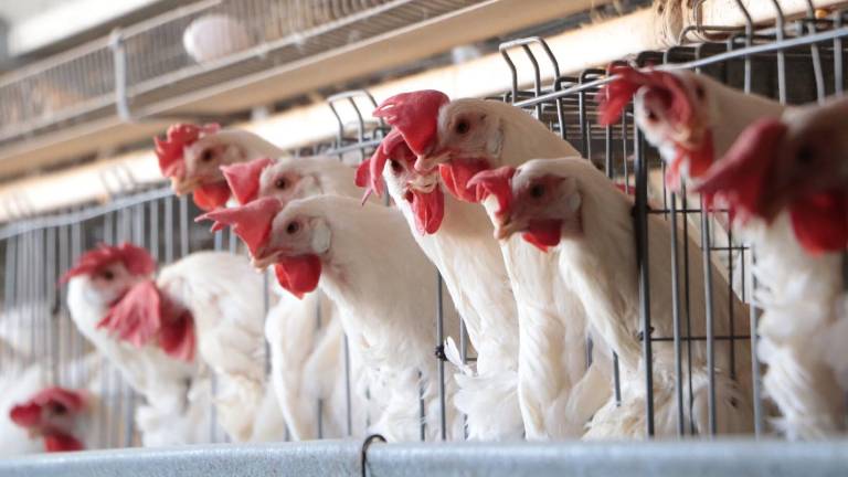 La Organización Mundial de la Salud había confirmado este 5 de junio la muerte del primer caso humano de infección por gripe aviar A(H5N2).