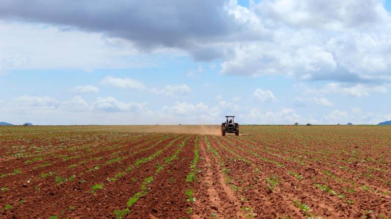 Preocupa a productores la falta de enfoque presupuestal para apoyos a comercialización, financiamiento y aseguramiento.