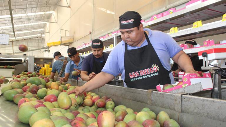 Sectores reconocen en la producción y exportación de mango un respiro económico para el municipio y la región.