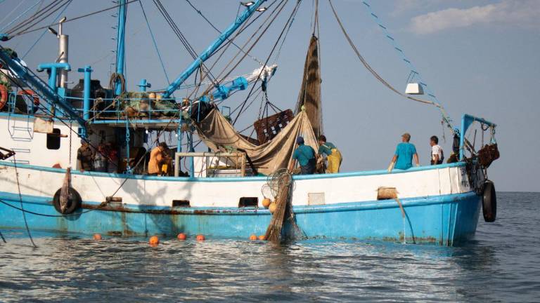Los barcos camarones que tuvieron la primer salida a altamar, comenzarán a llegar a finales de este mes, comunicó Lizárraga Manjarrez.