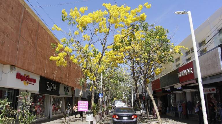 Florecen las amapas en el Centro Histórico de Culiacán.
