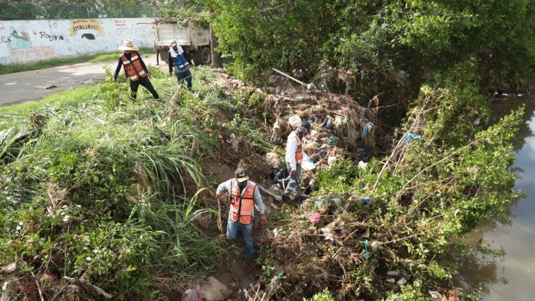 Una cuadrilla intervino un tramo del Arroyo Jabalines, donde además de retirar maleza, realizaron tala en manglares, especie protegida por la ley.