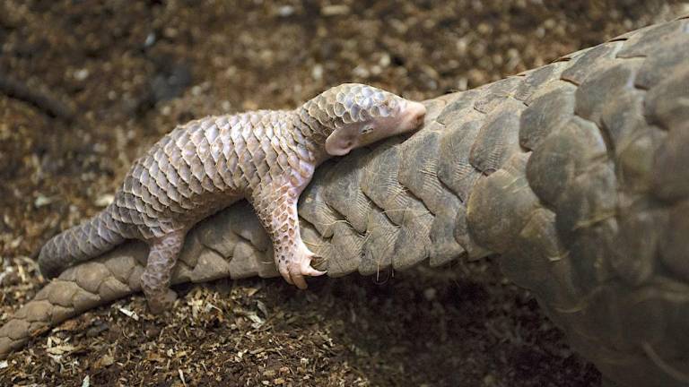 Retratan animales bebé en la naturaleza