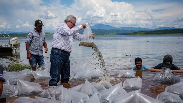 El Gobernador de Sinaloa Rubén Rocha Moya deposita alevines en la presa Sanalona.