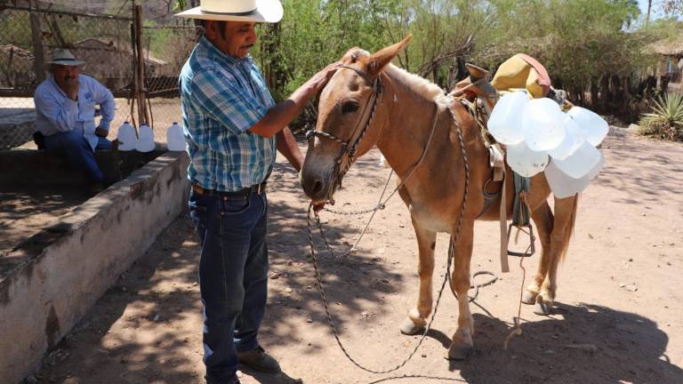 Habitantes de comunidades rurales de Mazatlán acarrean agua purificada en carretillas y a lomo de caballo, como parte del programa Aquatón 2025 del DIF.