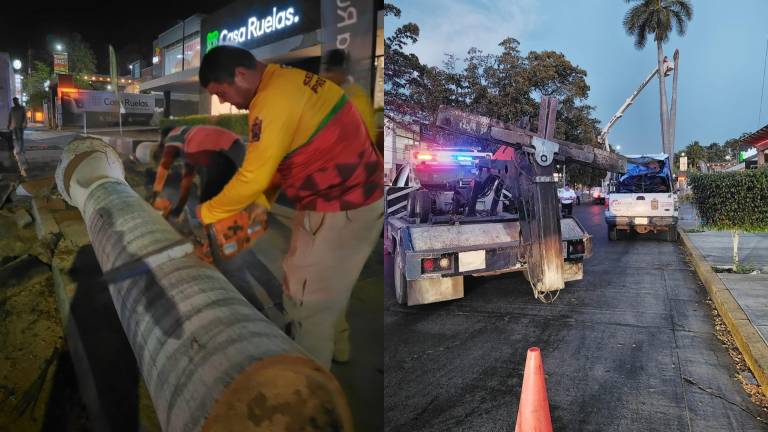 Palmera cayó sobre un establecimiento que se ubica por el Boulevar Ciudades Hermanas
