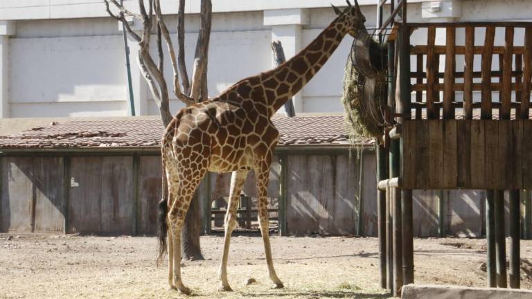 Una de las jirafas del Zoológico de Culiacán no se encuentra en las instalaciones y desconocen su paradero.