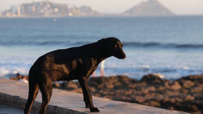 Ante la ola de calor hay que proteger a las mascotas no exponiéndolos a los rayos del sol.