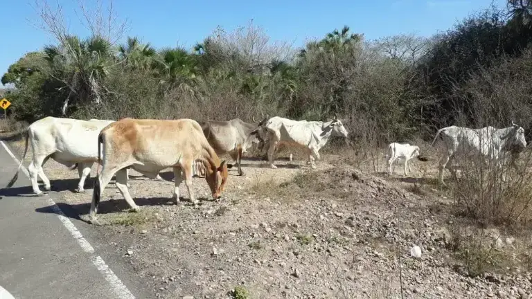 En Mazatlán, hay regiones donde la falta de agua ya ha provocado la mortandad de ganado.