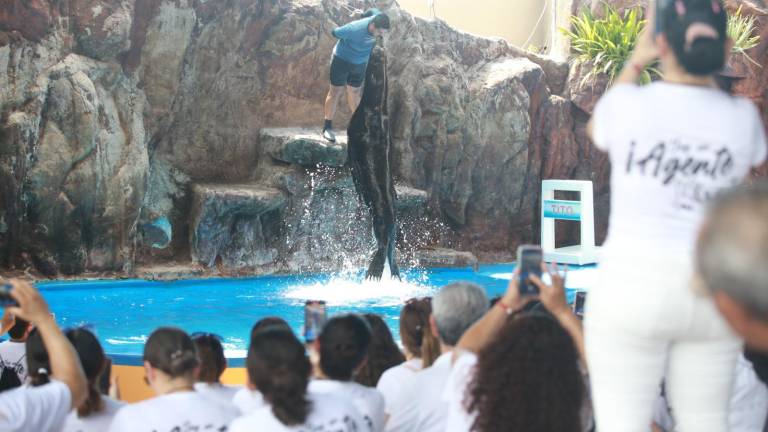 La mañana de este lunes fue posible presenciar a una de las estrellas del famoso show de lobos marinos.