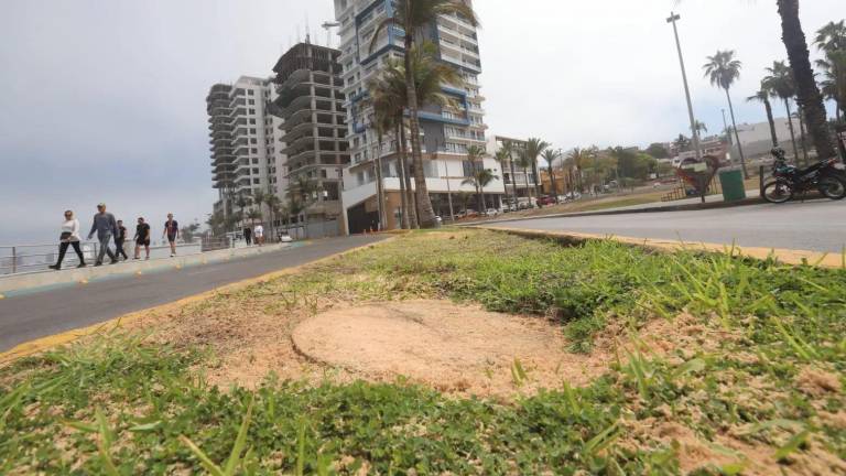 Por el daño que presentaban no se podía reubicar a las palmeras, dice la titular de Ecología en el municipio.