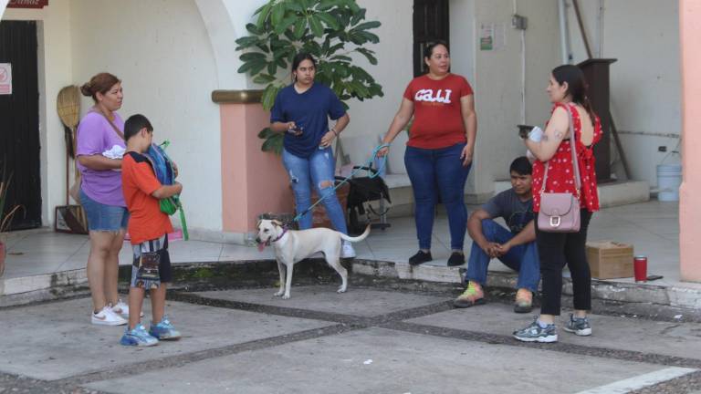 Los activistas informan que también aumentan los casos de maltrato animal.