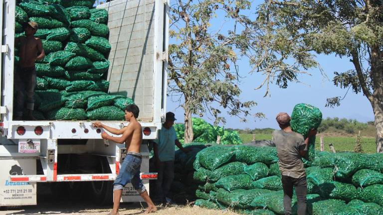 Productores de chile del valle de Escuinapa aseuguran su producción con las industrias.