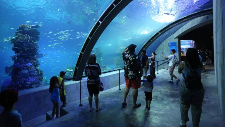 Decenas de personas han ingresado este sábado al Gran Acuario Mazatlán para recorrerlo en su primer día oficial de apertura.