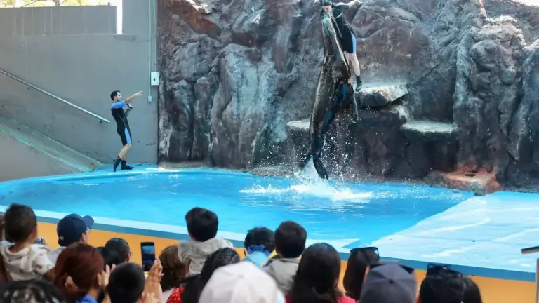 Las exhibiciones de lobos marinos en el Gran Acuario Mar de Cortés de Mazatlán no contraviene lo establecido en la Ley.