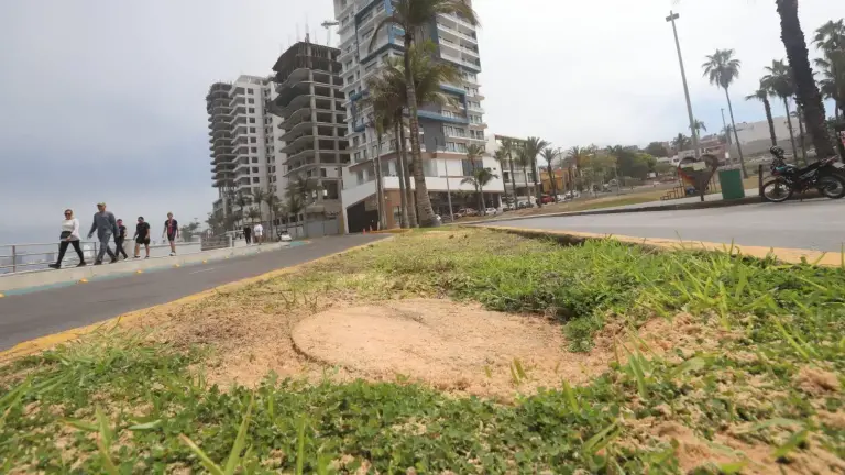 Las dos palmeras taladas en el Paseo Claussen, en Mazatlán, podrían representar un delito ambiental, según ambientalistas.