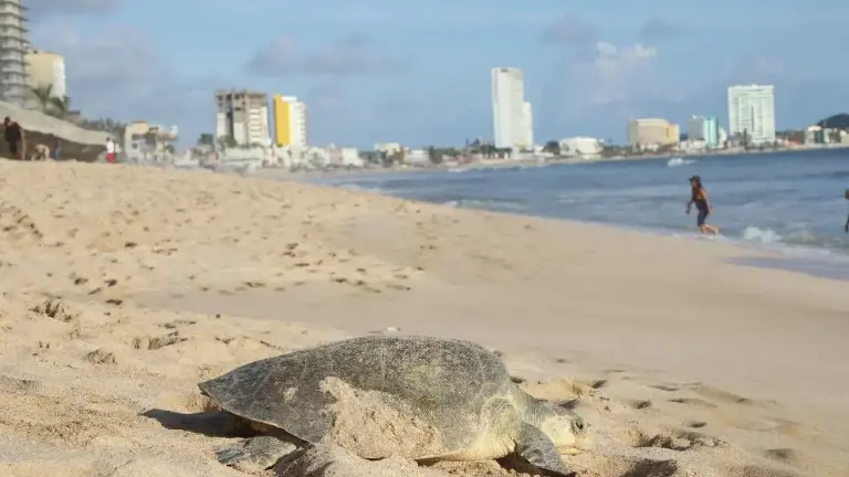 Personal de la Operadora de Playas recolecta nidos para trasladarlos a la sala de incubación y asegurar la supervivencia de las tortugas.