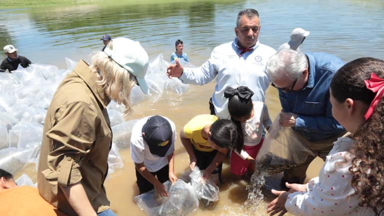 Inicio del programa de repoblamiento de presas en Sinaloa en la Presa Picachos.