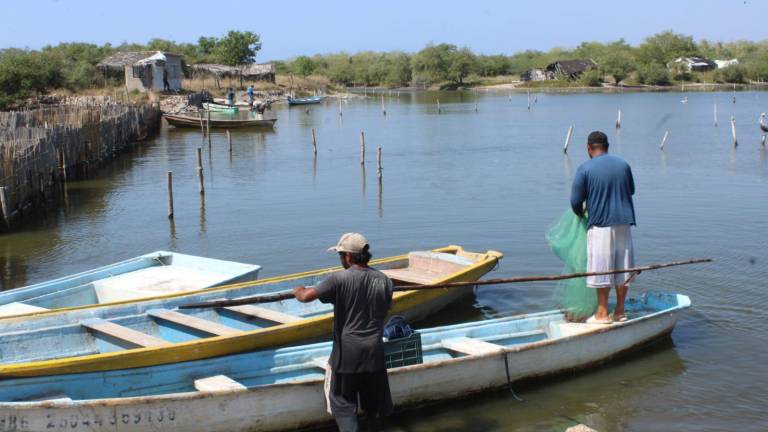 Pescadores enfrentan pérdidas económicas y solicitan intervención del gobierno ante la falta de capturas de camarón en la temporada.