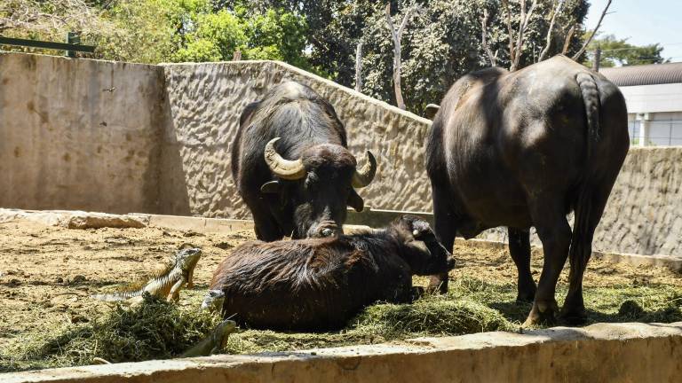 Algunos visitantes expresaron su inconformidad por las condiciones en que se encuentran los animales en el Zoológico de Culiacán.
